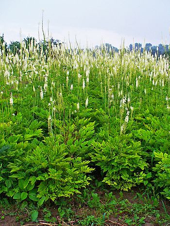 English: Actaea racemosa, Ranunculaceae, Black...