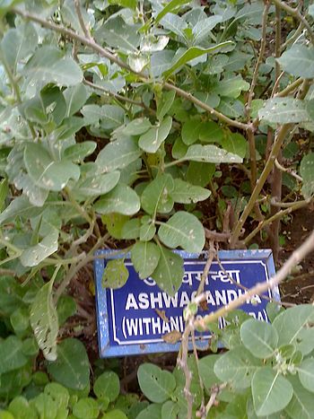 English: Ashwagandha plant English: Ashwagandha plant