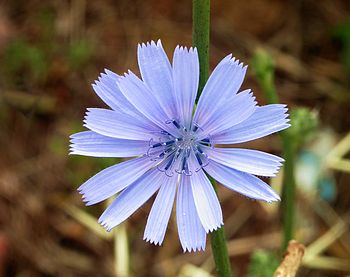 English: Blue wild flower of Cichorium intybus... English: Blue wild flower of Cichorium intybus...