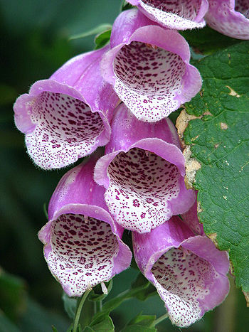 Common foxglove (Digitalis purpurea) - detail ...