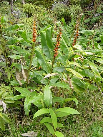 English: A Ginger Plant (Zingiber officinale).... English: A Ginger Plant (Zingiber officinale)....
