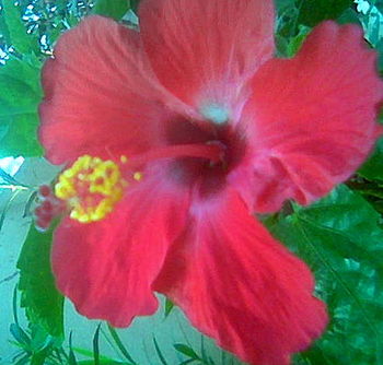 This is hibiscus rosa sinesis flower in malkap... This is hibiscus rosa sinesis flower in malkap...