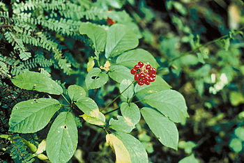 List of species of special concern in Rabun Co... List of species of special concern in Rabun Co...