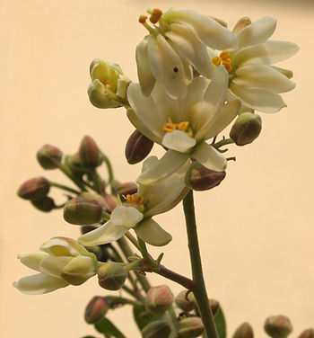English: Sonjna Moringa oleifera in Kolkata, W... English: Sonjna Moringa oleifera in Kolkata, W...