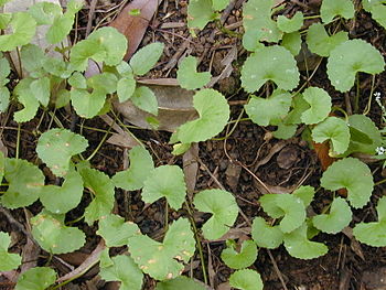 English: Centella asiatica (habit). Location: ... English: Centella asiatica (habit). Location: ...