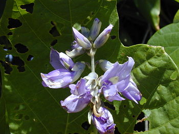 English: Pueraria montana var. lobata (flowers...