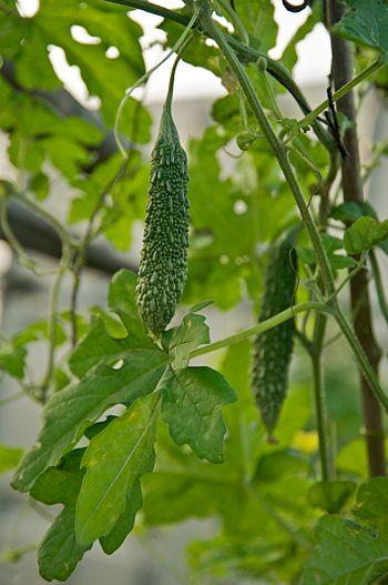English: Bitter gourd in a small-scale organic...